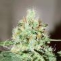 Jagg Kush Feminized Marijuana Strain by Delicious Seeds For Sale Online at Cannabis Seeds Outlet