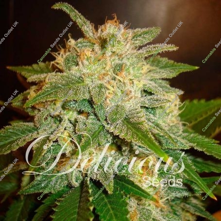 La Bella Afrodita Feminized Marijuana Strain by Delicious Seeds For Sale Online at Cannabis Seeds Outlet