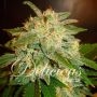 La Bella Afrodita Feminized Marijuana Strain by Delicious Seeds For Sale Online at Cannabis Seeds Outlet