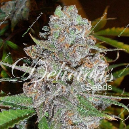 La Diva Automatic Feminized Marijuana Strain by Delicious Seeds For Sale Online at Cannabis Seeds Outlet