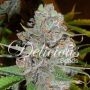 La Diva Automatic Feminized Marijuana Strain by Delicious Seeds For Sale Online at Cannabis Seeds Outlet