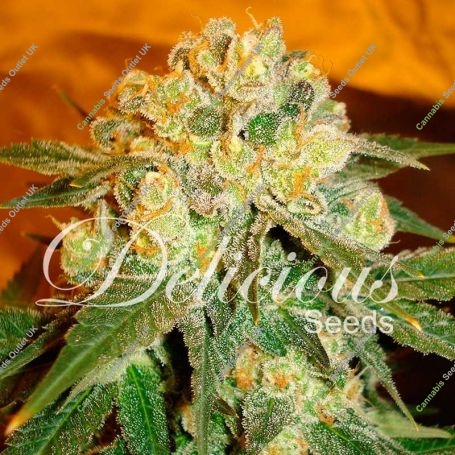 Marmalate Regular Marijuana Strain by Delicious Seeds For Sale Online at Cannabis Seeds Outlet