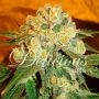 Marmalate Regular Marijuana Strain by Delicious Seeds For Sale Online at Cannabis Seeds Outlet