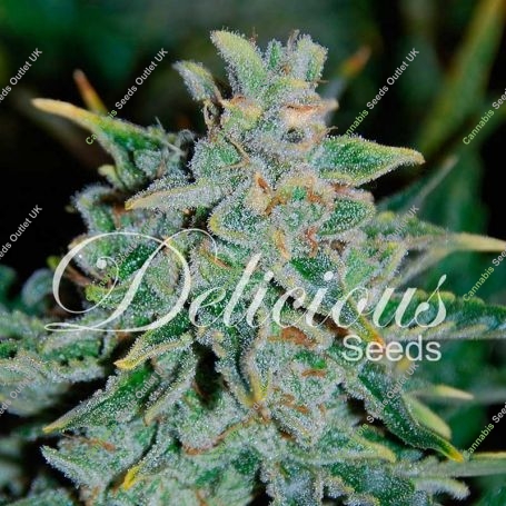 Northern Light Blue Auto Feminized Marijuana Strain by Delicious Seeds For Sale Online at Cannabis Seeds Outlet