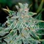 Northern Light Blue Auto Feminized Marijuana Strain by Delicious Seeds For Sale Online at Cannabis Seeds Outlet
