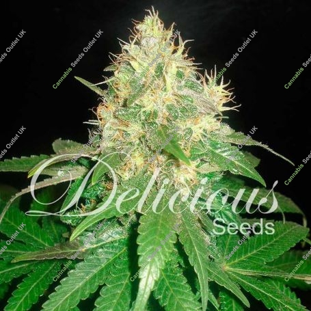 Northern Light Blue Feminized Marijuana Strain by Delicious Seeds For Sale Online at Cannabis Seeds Outlet