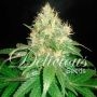 Northern Light Blue Feminized Marijuana Strain by Delicious Seeds For Sale Online at Cannabis Seeds Outlet