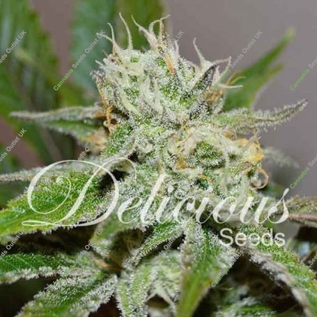 Original Juan Herer Regular Marijuana Strain by Delicious Seeds For Sale Online at Cannabis Seeds Outlet