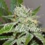 Original Juan Herer Regular Marijuana Strain by Delicious Seeds For Sale Online at Cannabis Seeds Outlet