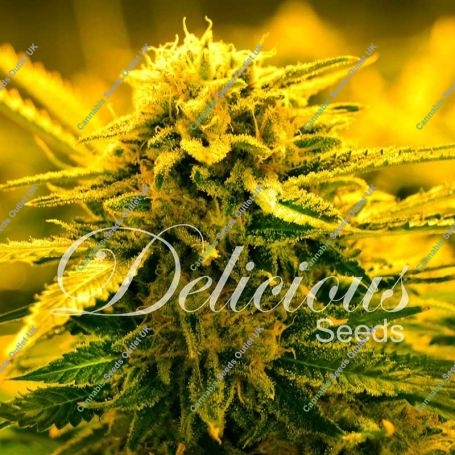 Sugar Black Rose Auto Feminized Marijuana Strain by Delicious Seeds For Sale Online at Cannabis Seeds Outlet