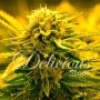 Sugar Black Rose Auto Feminized Marijuana Strain by Delicious Seeds For Sale Online at Cannabis Seeds Outlet