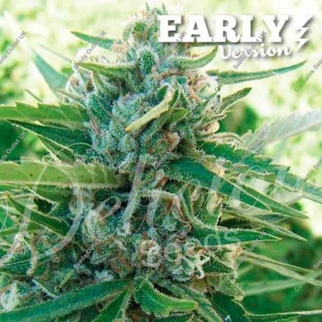 Sugar Black Rose Early Version Feminized Marijuana Strain by Delicious Seeds For Sale Online at Cannabis Seeds Outlet