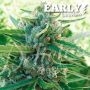 Sugar Black Rose Early Version Feminized Marijuana Strain by Delicious Seeds For Sale Online at Cannabis Seeds Outlet