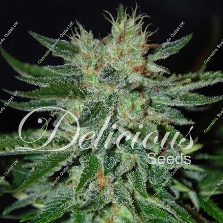 Sugar Black Rose Regular Marijuana Strain by Delicious Seeds For Sale Online at Cannabis Seeds Outlet