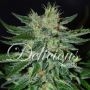Sugar Black Rose Regular Marijuana Strain by Delicious Seeds For Sale Online at Cannabis Seeds Outlet