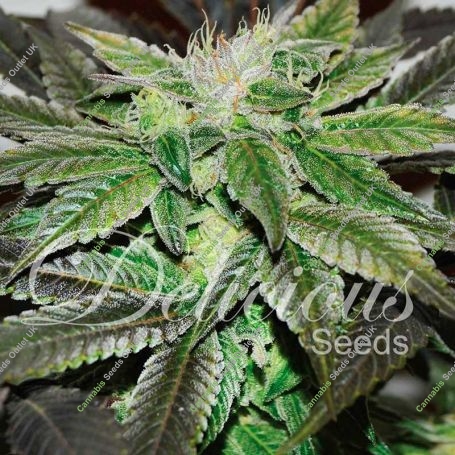 Sugar Candy Feminized Marijuana Strain by Delicious Seeds For Sale Online at Cannabis Seeds Outlet