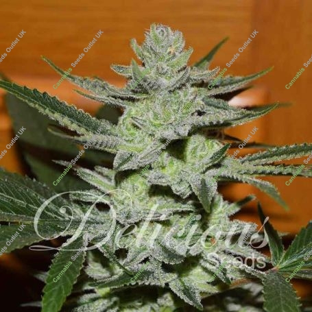 Unknown Kush Regular Marijuana Strain by Delicious Seeds For Sale Online at Cannabis Seeds Outlet