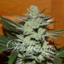 Unknown Kush Regular Marijuana Strain by Delicious Seeds For Sale Online at Cannabis Seeds Outlet