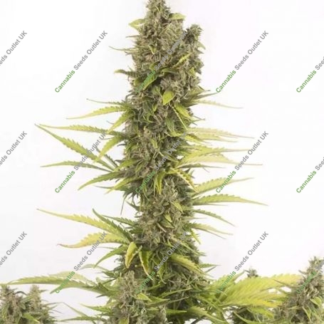 Amnesia CBD Auto Feminized Marijuana Strain by Dinafem Seeds For Sale Online at Cannabis Seeds Outlet