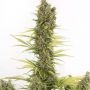 Amnesia CBD Auto Feminized Marijuana Strain by Dinafem Seeds For Sale Online at Cannabis Seeds Outlet