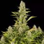 Amnesia Kush Female Dinafem Cannabis Seeds