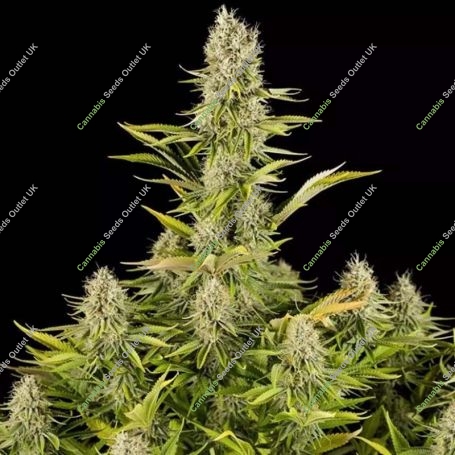 Amnesia Kush Feminized Marijuana Strain by Dinafem Seeds For Sale Online at Cannabis Seeds Outlet