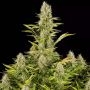 Amnesia Kush Feminized Marijuana Strain by Dinafem Seeds For Sale Online at Cannabis Seeds Outlet