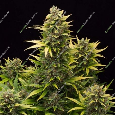 Amnesia Original Auto Feminized Marijuana Strain by Dinafem Seeds For Sale Online at Cannabis Seeds Outlet