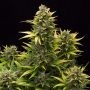 Amnesia Original Auto Feminized Marijuana Strain by Dinafem Seeds For Sale Online at Cannabis Seeds Outlet