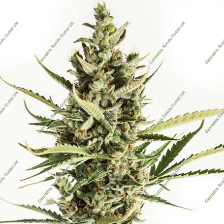 Amnesia XXL Auto Feminized Marijuana Strain by Dinafem Seeds For Sale Online at Cannabis Seeds Outlet