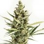 Amnesia XXL Auto Feminized Marijuana Strain by Dinafem Seeds For Sale Online at Cannabis Seeds Outlet