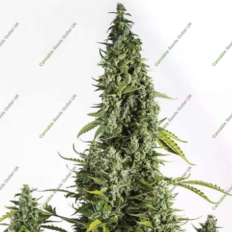 Cheese Auto Feminized Marijuana Strain by Dinafem Seeds For Sale Online at Cannabis Seeds Outlet