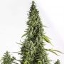 Cheese Auto Feminized Marijuana Strain by Dinafem Seeds For Sale Online at Cannabis Seeds Outlet
