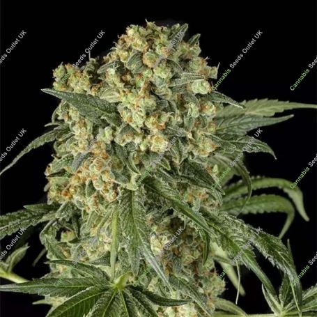 Big Kush Feminized Marijuana Strain by Dinafem Seeds For Sale Online at Cannabis Seeds Outlet