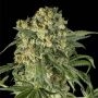 Big Kush Feminized Marijuana Strain by Dinafem Seeds For Sale Online at Cannabis Seeds Outlet