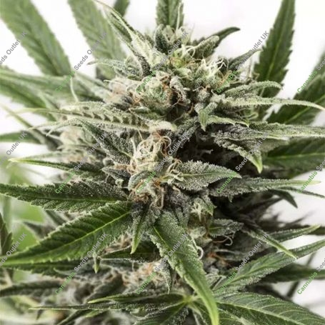 Blue Amnesia XXL Auto Feminized Marijuana Strain by Dinafem Seeds For Sale Online at Cannabis Seeds Outlet