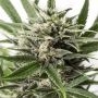 Blue Amnesia XXL Auto Feminized Marijuana Strain by Dinafem Seeds For Sale Online at Cannabis Seeds Outlet