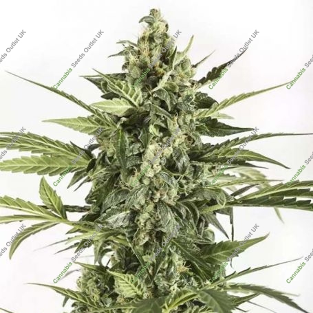 Blue Cheese Auto Feminized Marijuana Strain by Dinafem Seeds For Sale Online at Cannabis Seeds Outlet