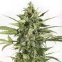 Blue Cheese Auto Feminized Marijuana Strain by Dinafem Seeds For Sale Online at Cannabis Seeds Outlet