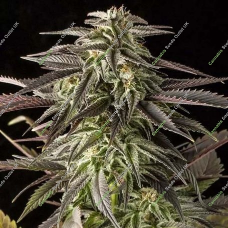 Blue Cheese Feminized Marijuana Strain by Dinafem Seeds For Sale Online at Cannabis Seeds Outlet