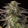 Blue Cheese Feminized Marijuana Strain by Dinafem Seeds For Sale Online at Cannabis Seeds Outlet