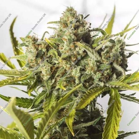 Blue Critical Auto Feminized Marijuana Strain by Dinafem Seeds For Sale Online at Cannabis Seeds Outlet