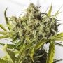 Blue Critical Auto Feminized Marijuana Strain by Dinafem Seeds For Sale Online at Cannabis Seeds Outlet