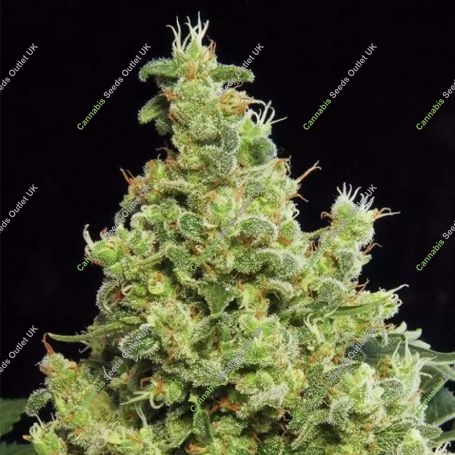 Blue Hash Feminized Marijuana Strain by Dinafem Seeds For Sale Online at Cannabis Seeds Outlet