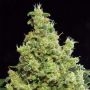 Blue Hash Feminized Marijuana Strain by Dinafem Seeds For Sale Online at Cannabis Seeds Outlet