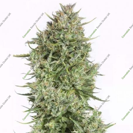 Blue Kush Auto Feminized Marijuana Strain by Dinafem Seeds For Sale Online at Cannabis Seeds Outlet