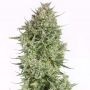 Blue Kush Auto Feminized Marijuana Strain by Dinafem Seeds For Sale Online at Cannabis Seeds Outlet