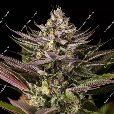 Blue Kush Feminized Marijuana Strain by Dinafem Seeds For Sale Online at Cannabis Seeds Outlet