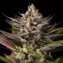 Blue Kush Feminized Marijuana Strain by Dinafem Seeds For Sale Online at Cannabis Seeds Outlet