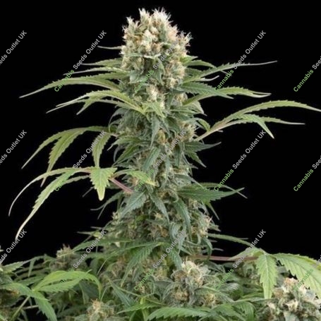 Blue Thai Feminized Marijuana Strain by Dinafem Seeds For Sale Online at Cannabis Seeds Outlet